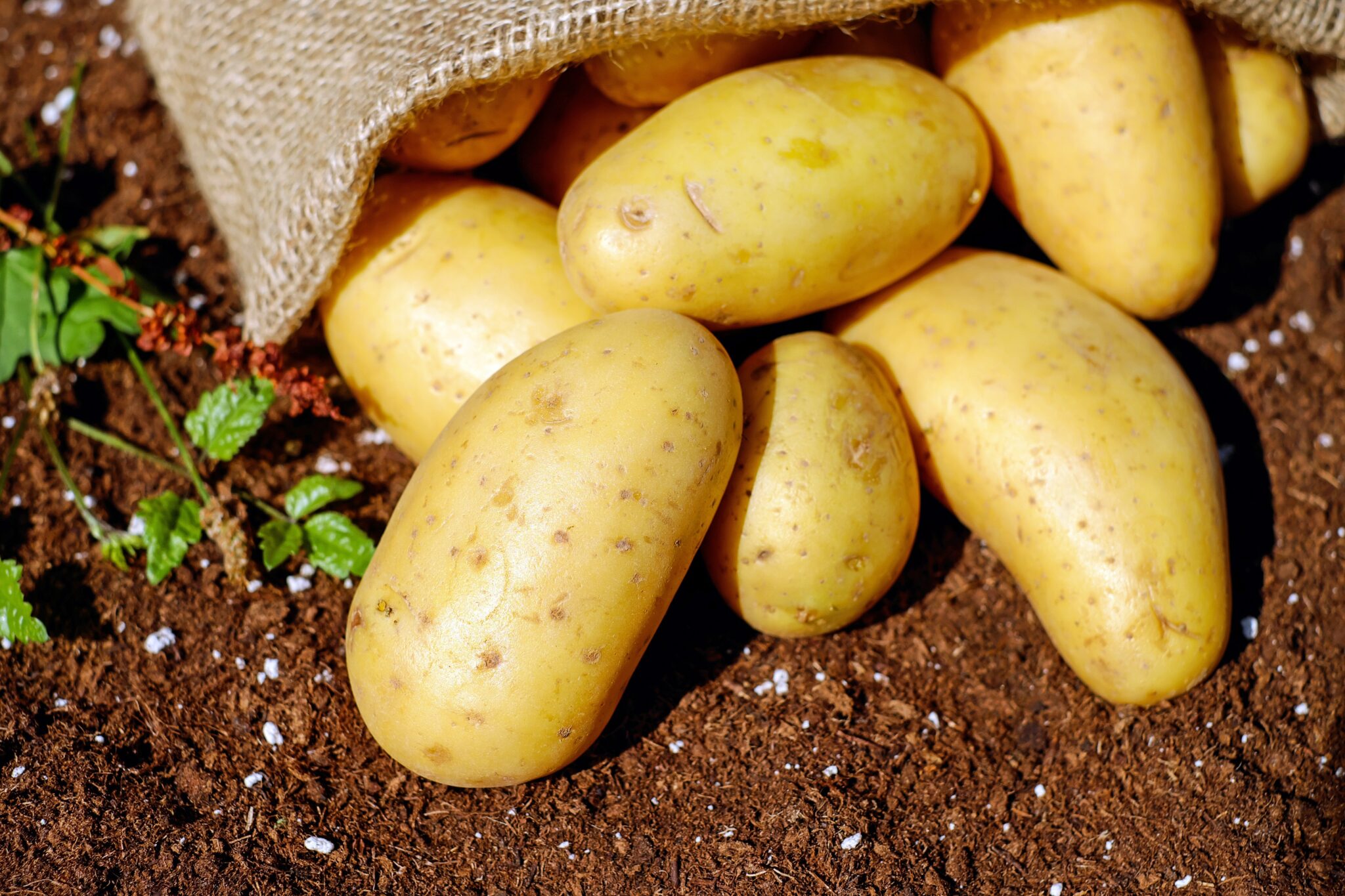 potato-as-a-cure-for-dark-spots